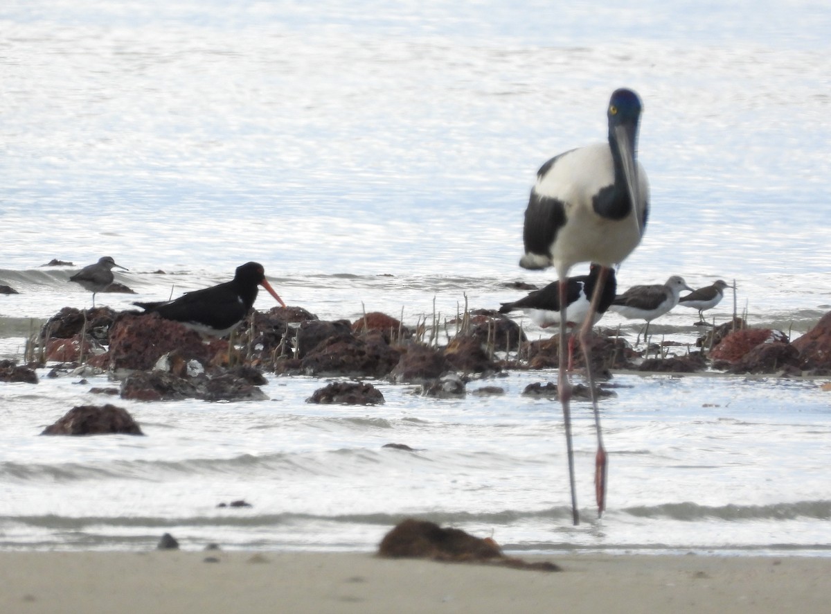 Black-necked Stork - ML623940188