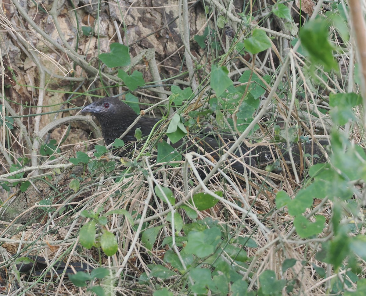 Pheasant Coucal (Pheasant) - ML623940194