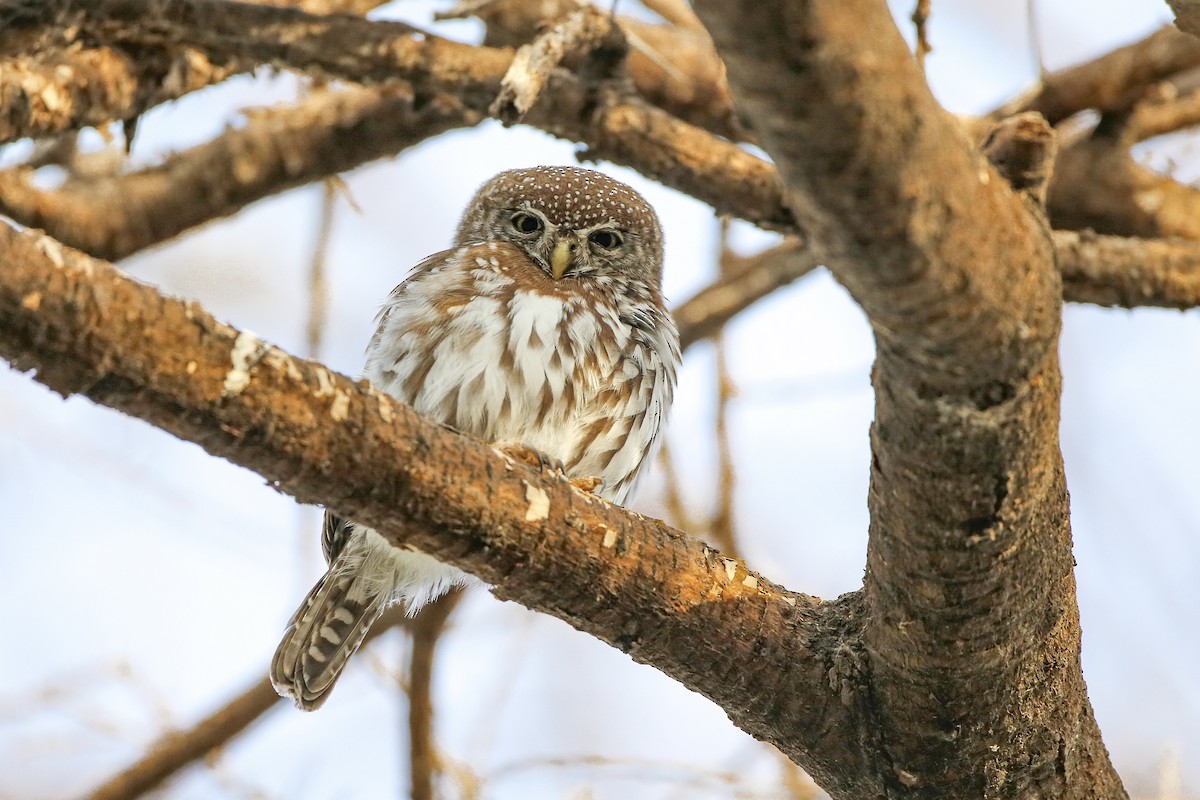 Pearl-spotted Owlet - ML623940280