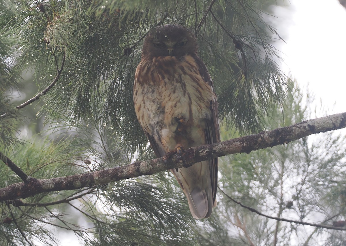 Barking Owl - ML623940281