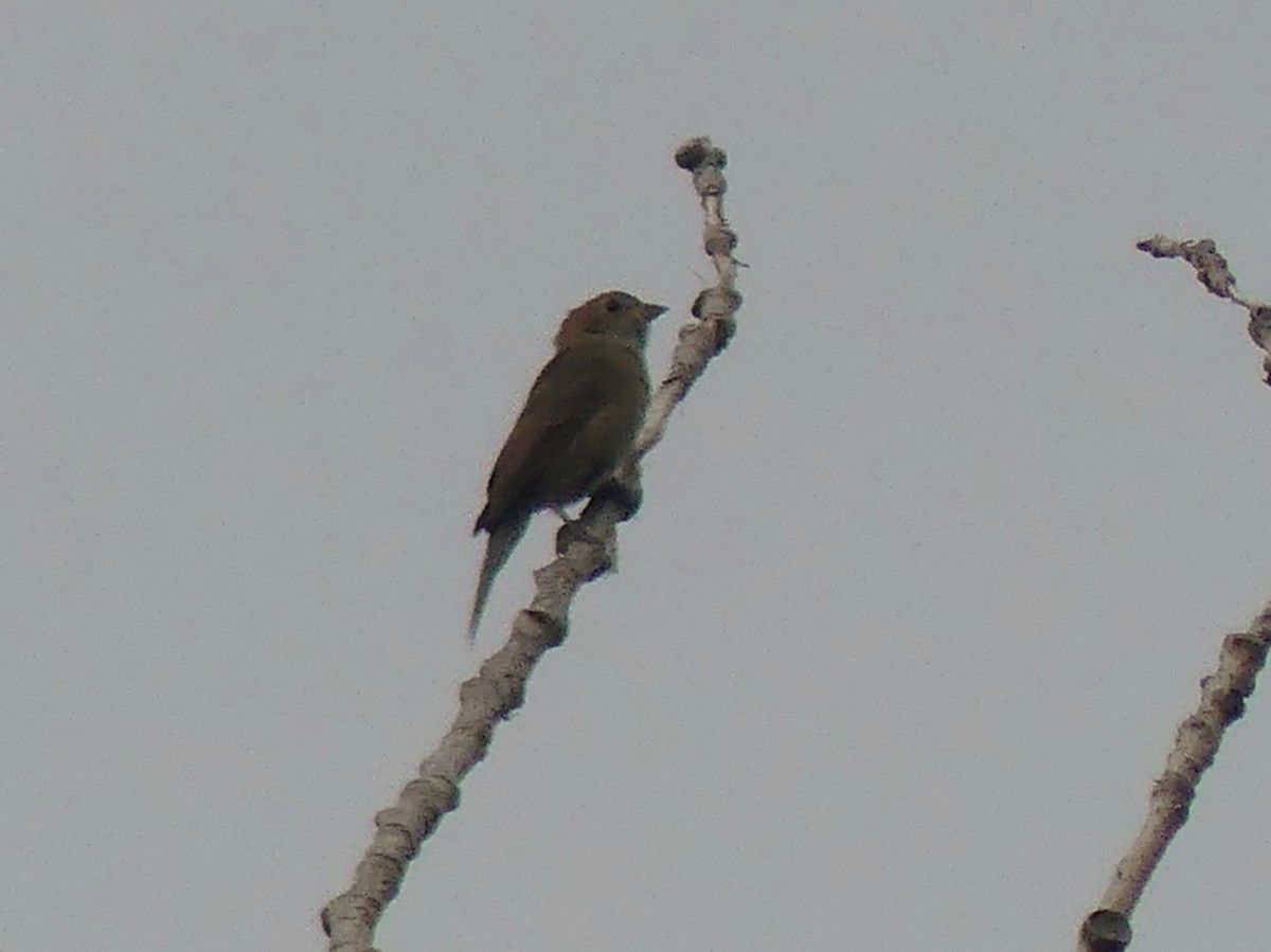Indigo Bunting - ML623940284