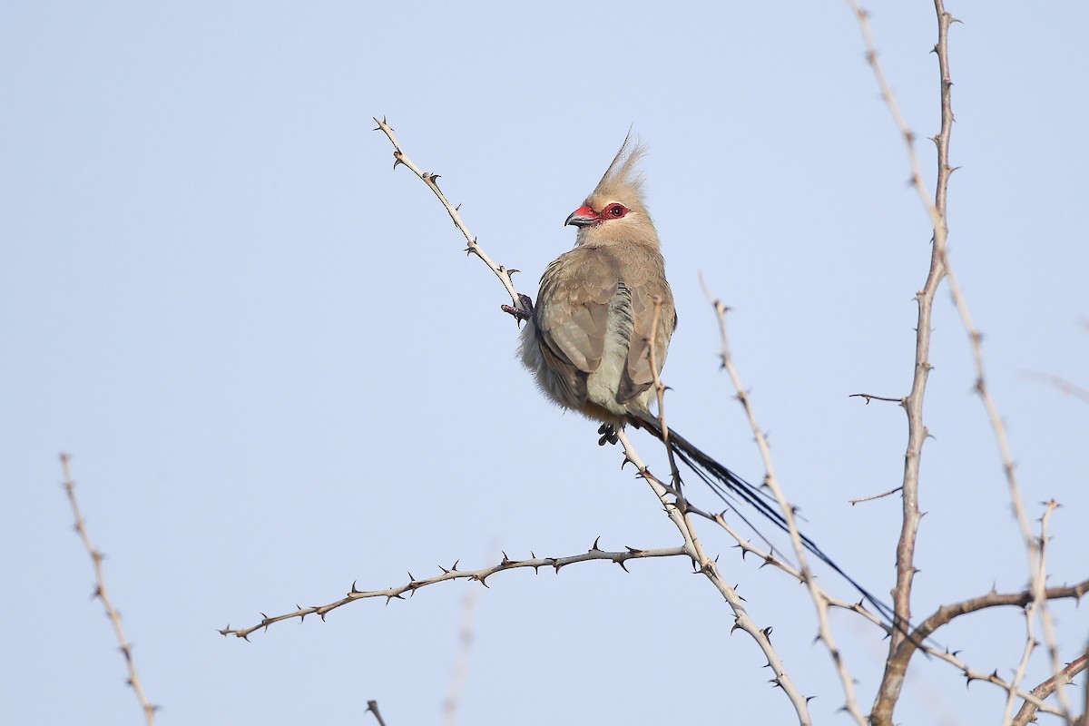 Blue-naped Mousebird - ML623940290