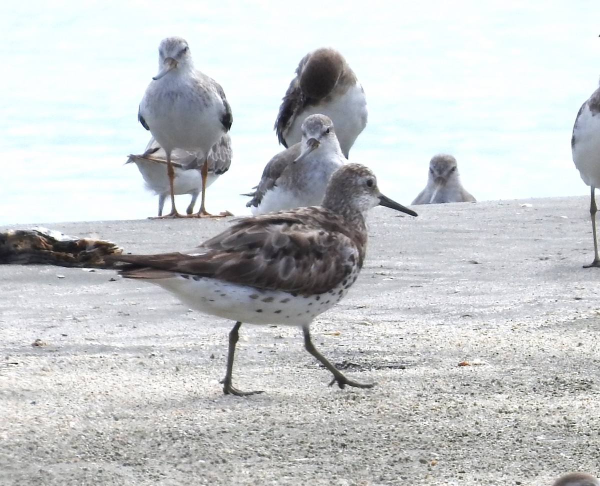 Great Knot - ML623940315