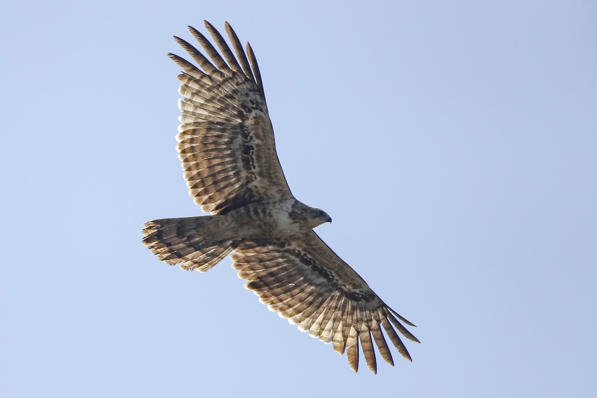 African Harrier-Hawk - ML623940316