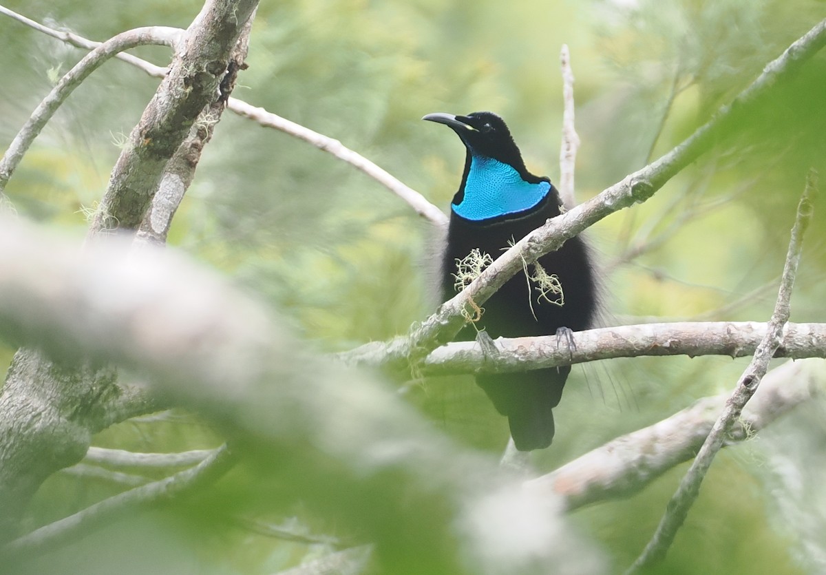 Growling Riflebird - ML623940326