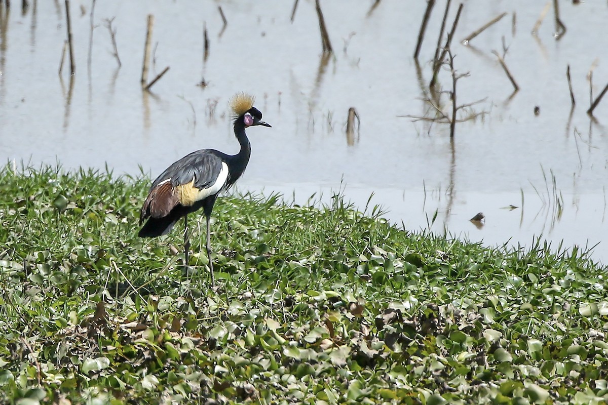 Black Crowned-Crane - ML623940327