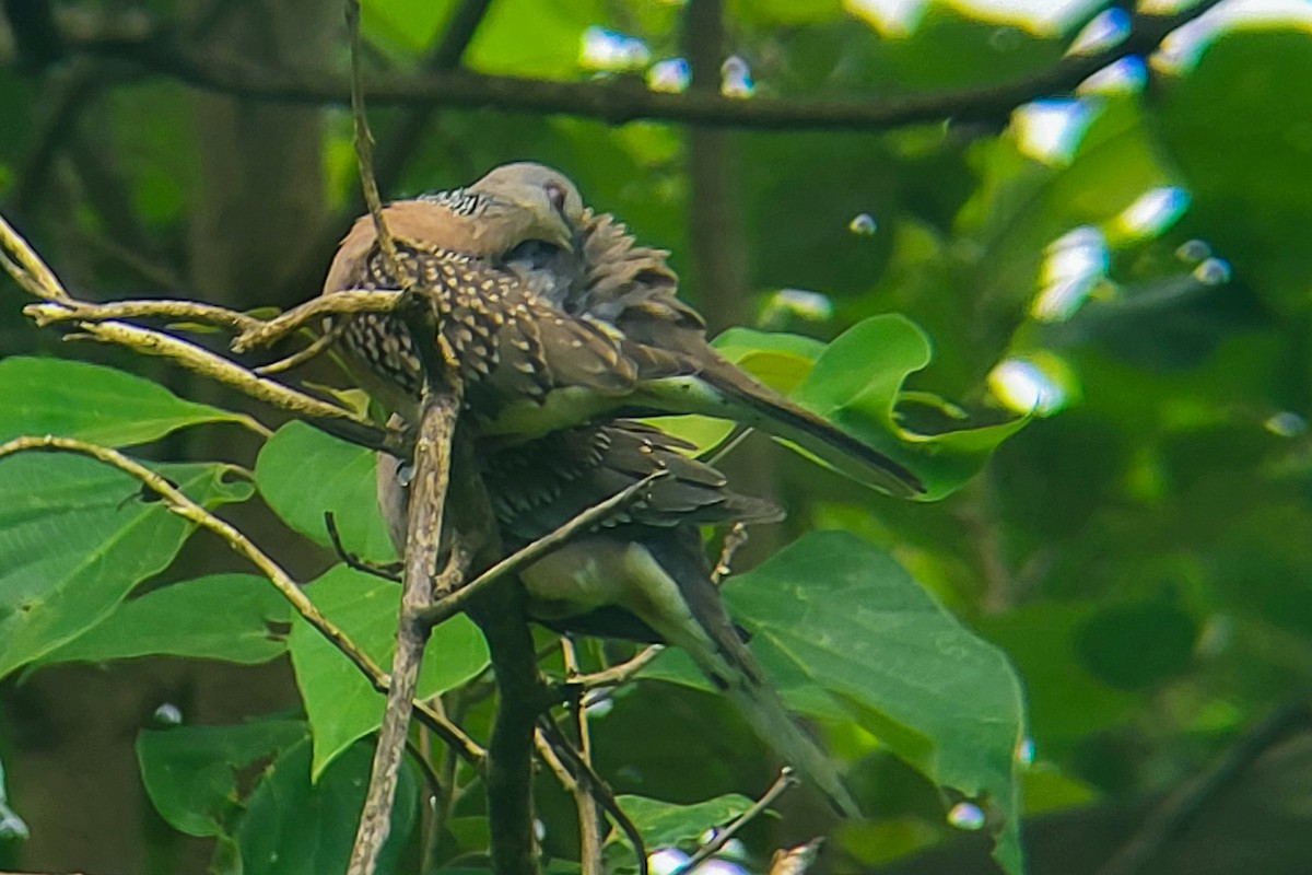 Spotted Dove - ML623940397