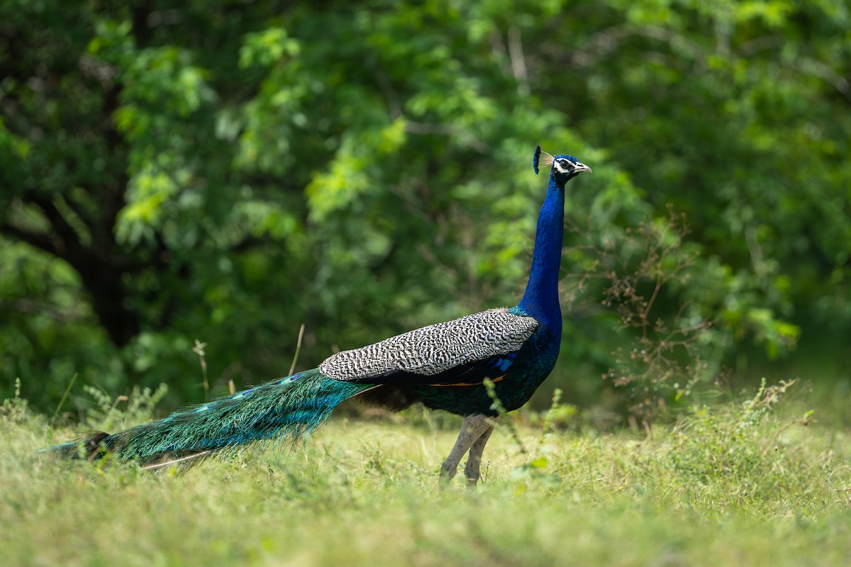 Pavo Real Común - ML623940406