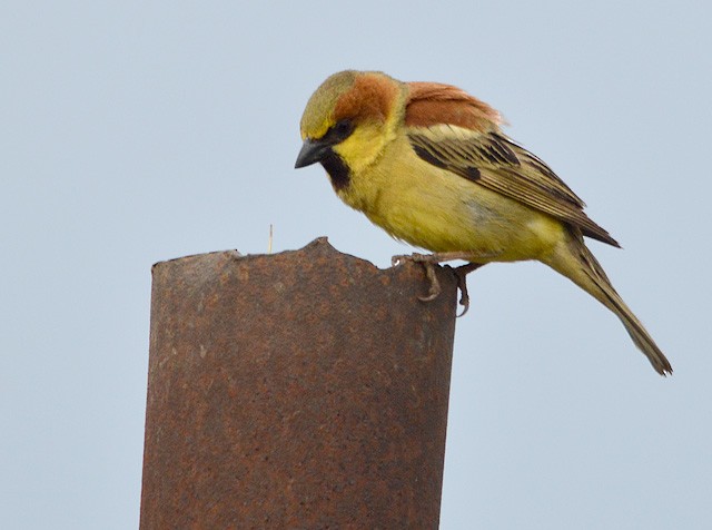 Plain-backed Sparrow - Choy Wai Mun