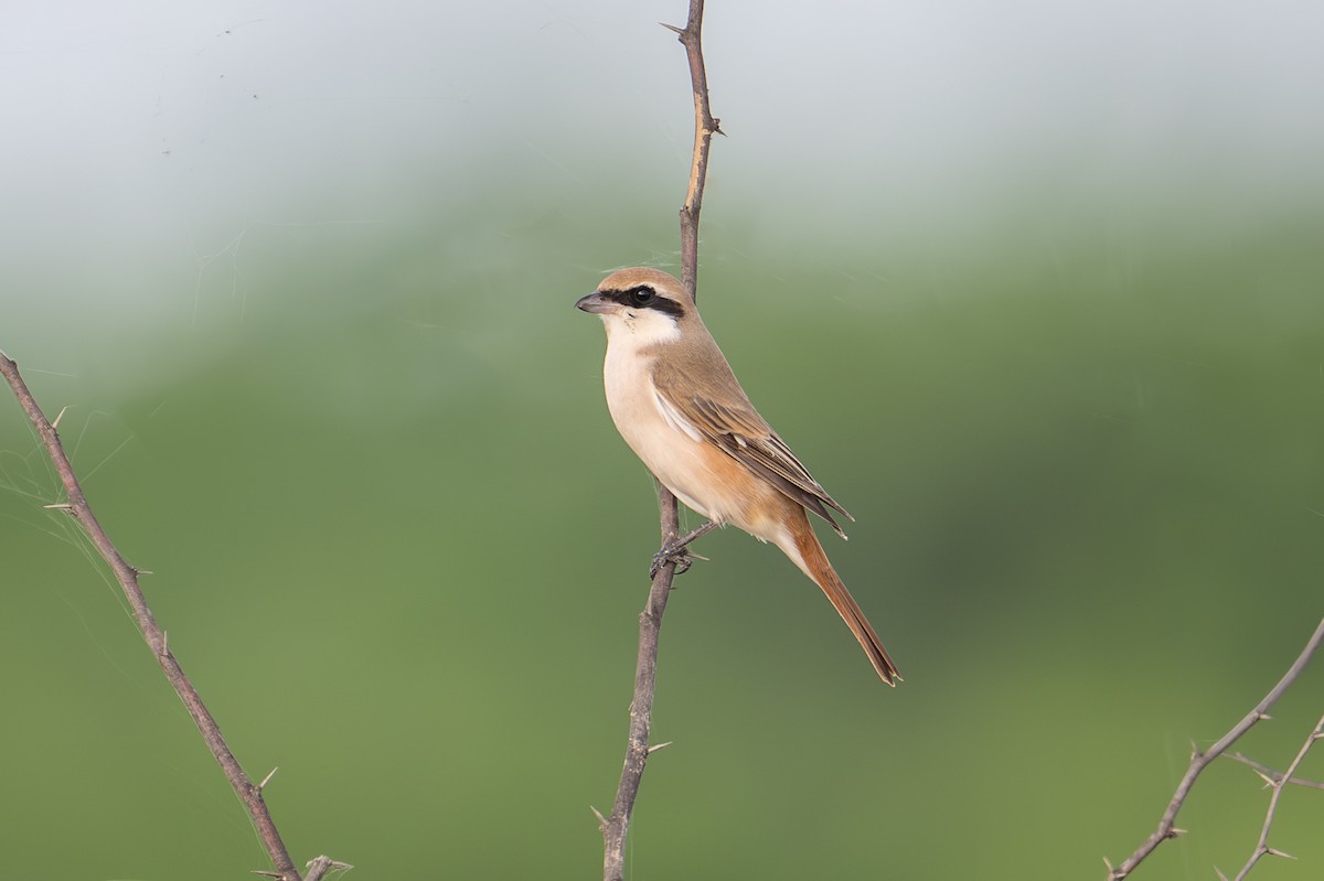 Red-tailed Shrike - ML623940421