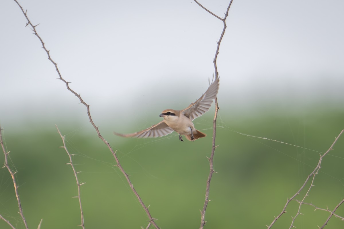 Red-tailed Shrike - ML623940423