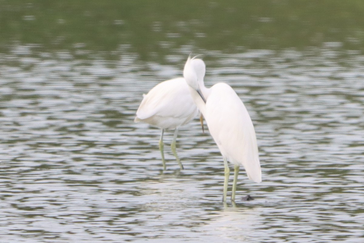 Chinese Egret - ML623940425