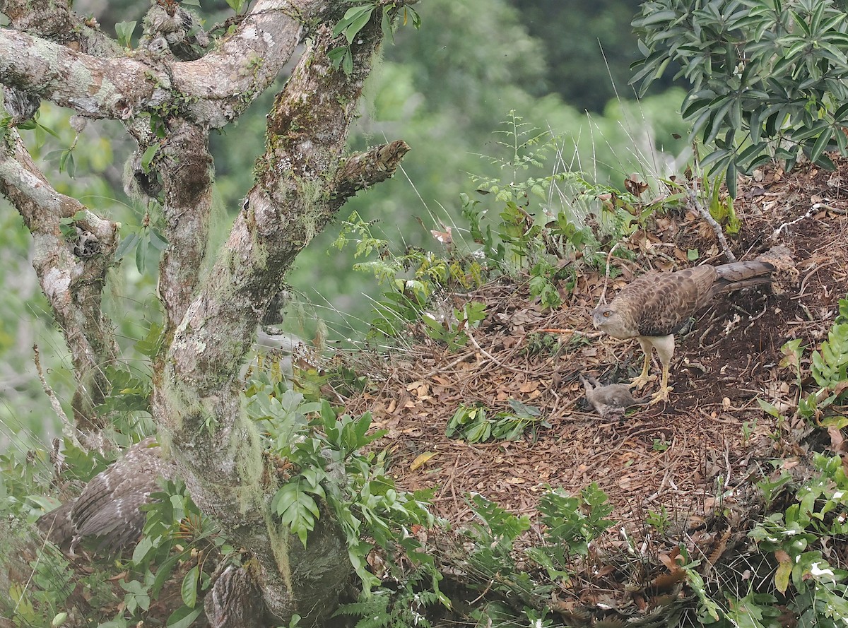 New Guinea Eagle - ML623940428