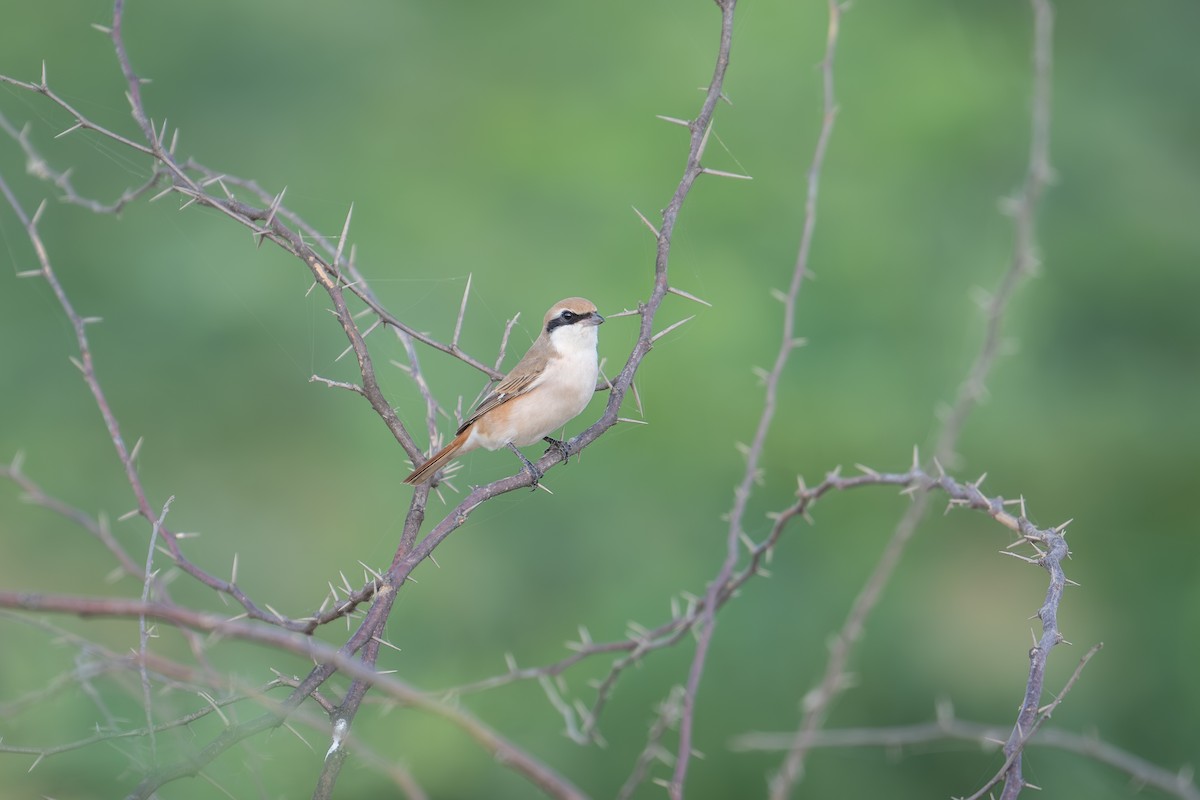 Red-tailed Shrike - ML623940430