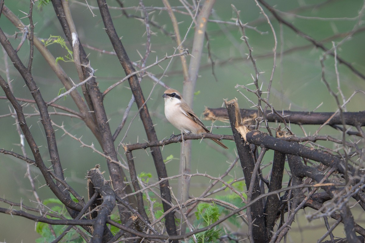 Red-tailed Shrike - ML623940431