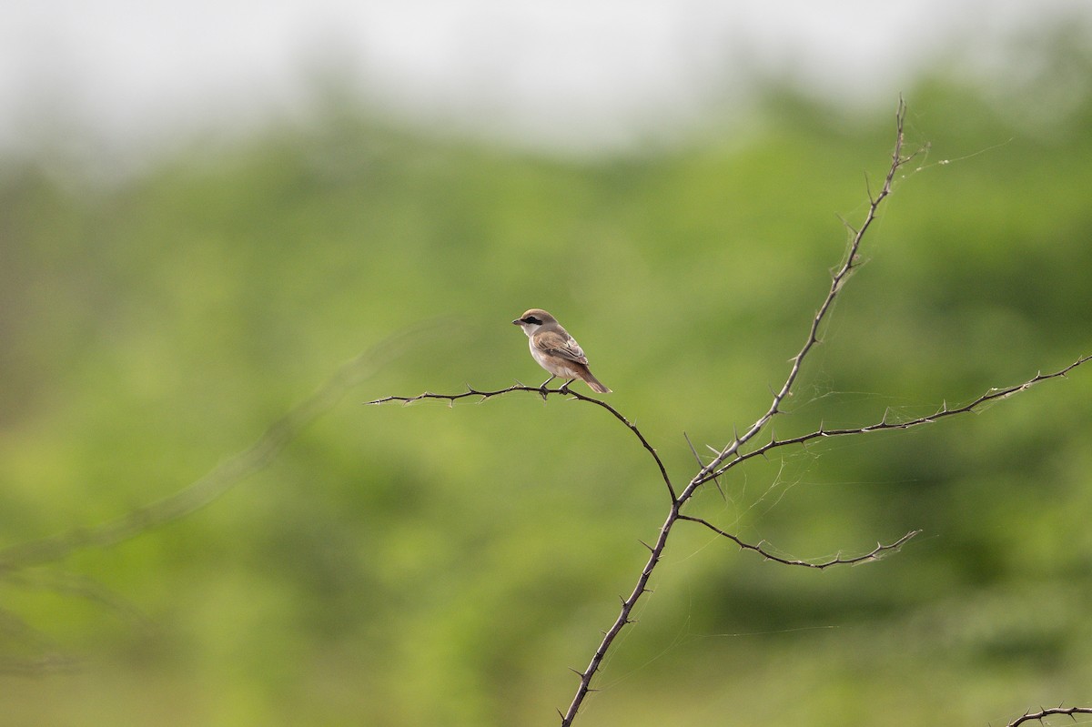 Red-tailed Shrike - ML623940432