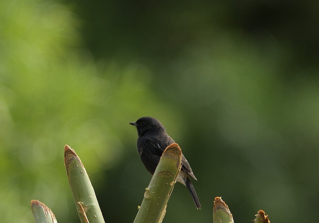 Pied Bushchat - ML623940440