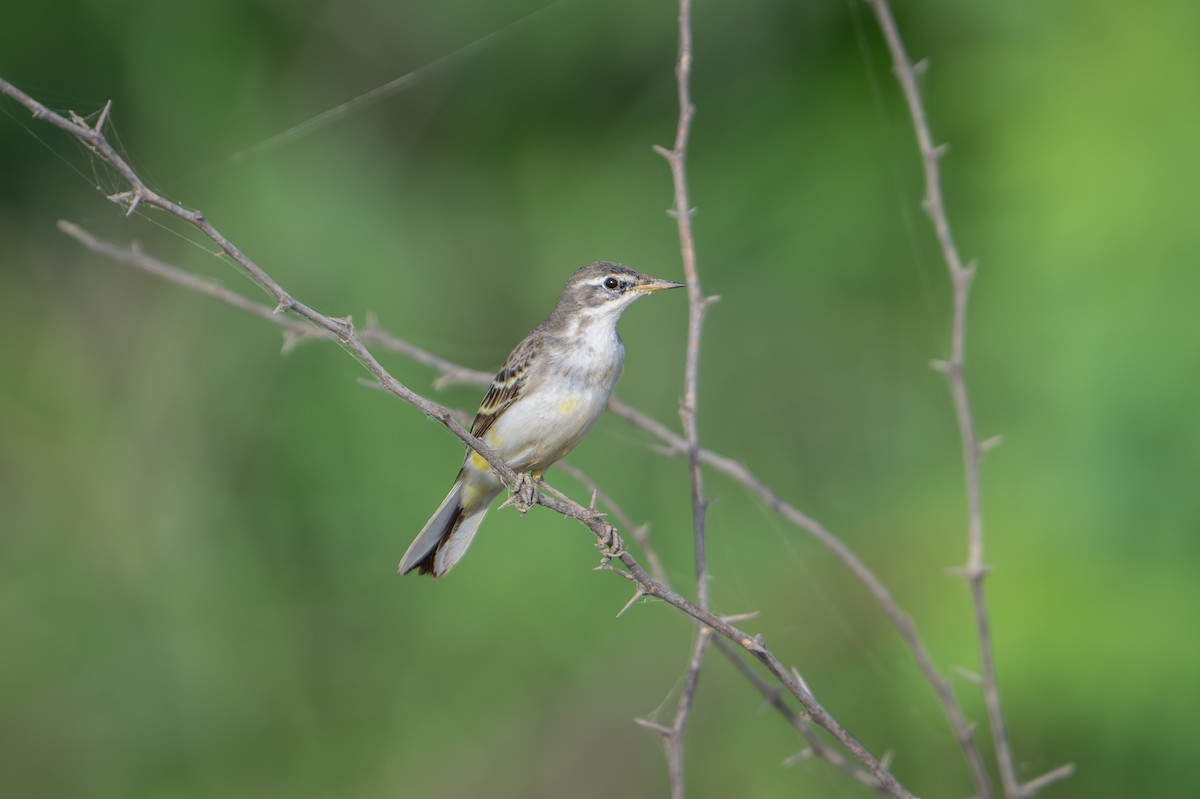 Western Yellow Wagtail - ML623940455