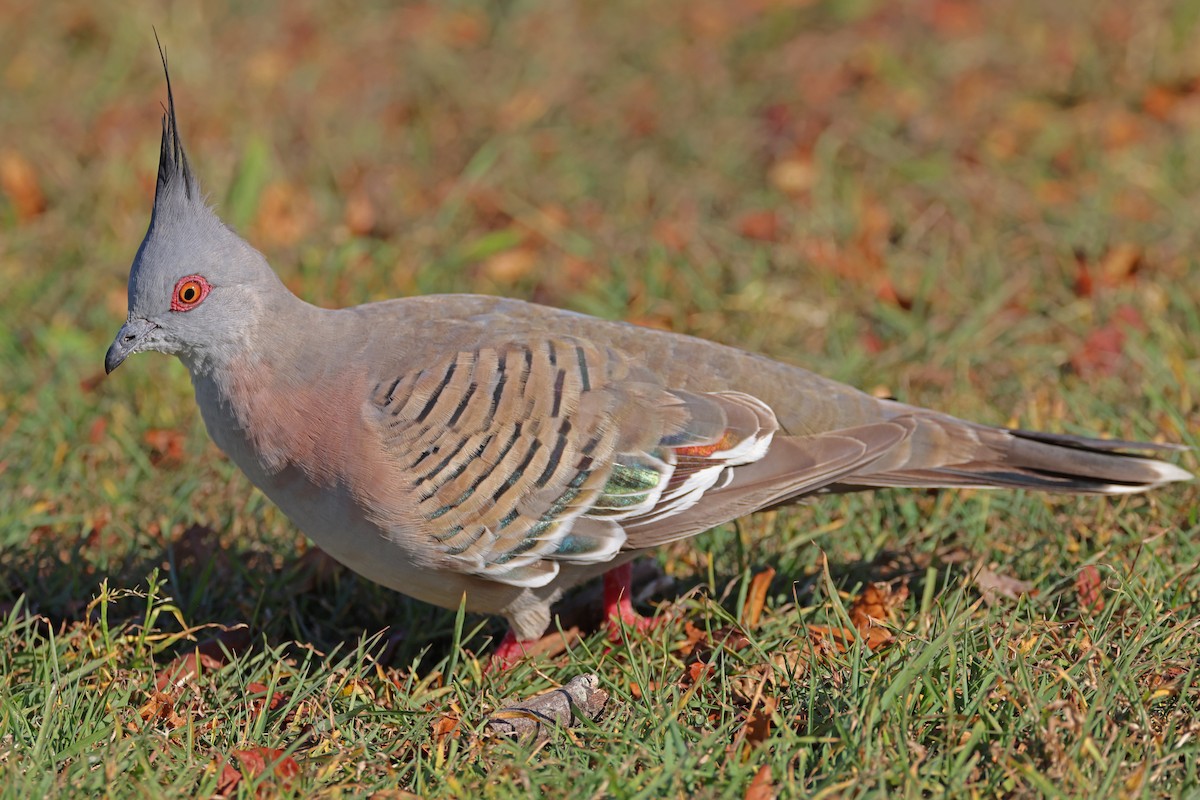 Crested Pigeon - ML623940461