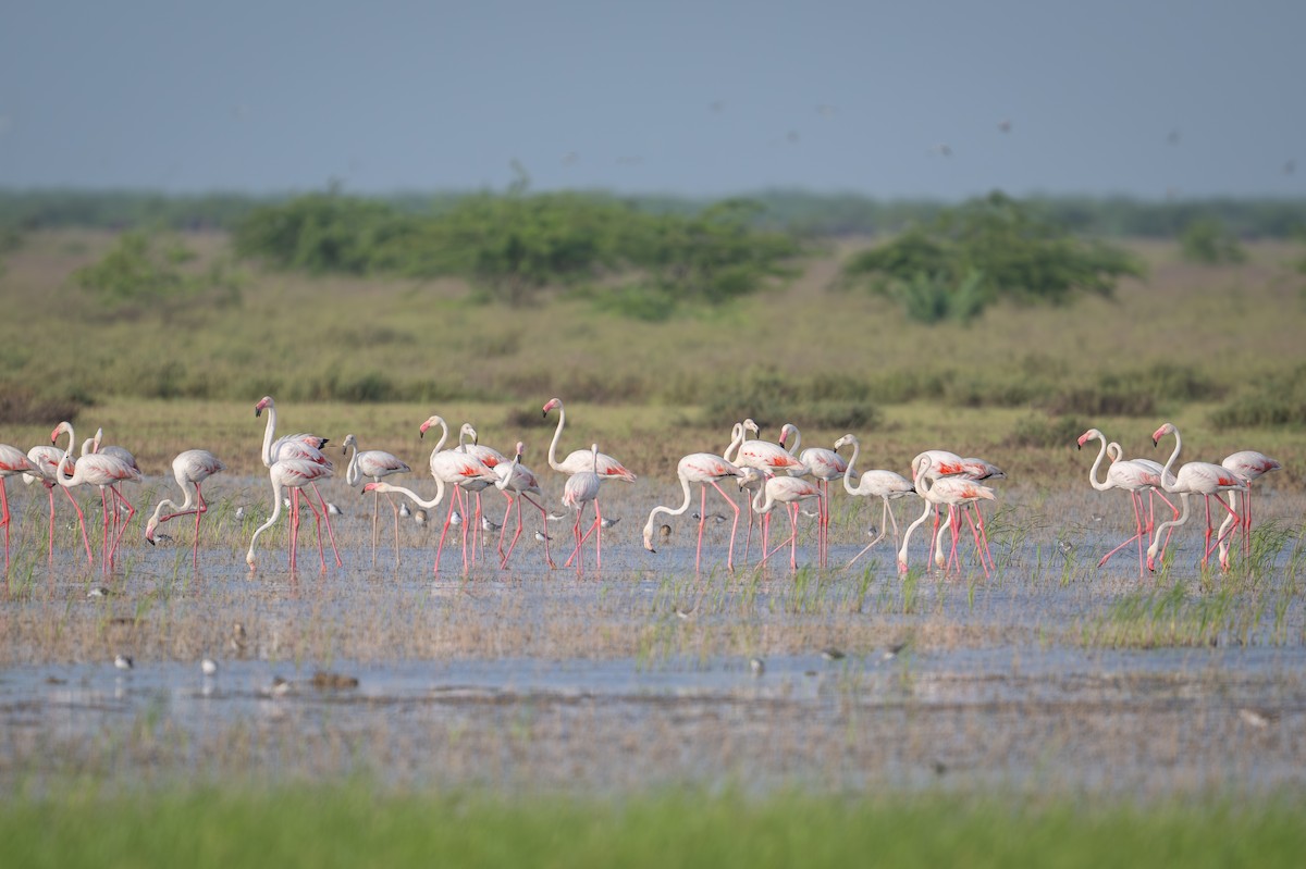 Greater Flamingo - ML623940467