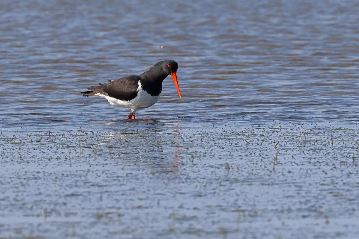 Pied Oystercatcher - ML623940469