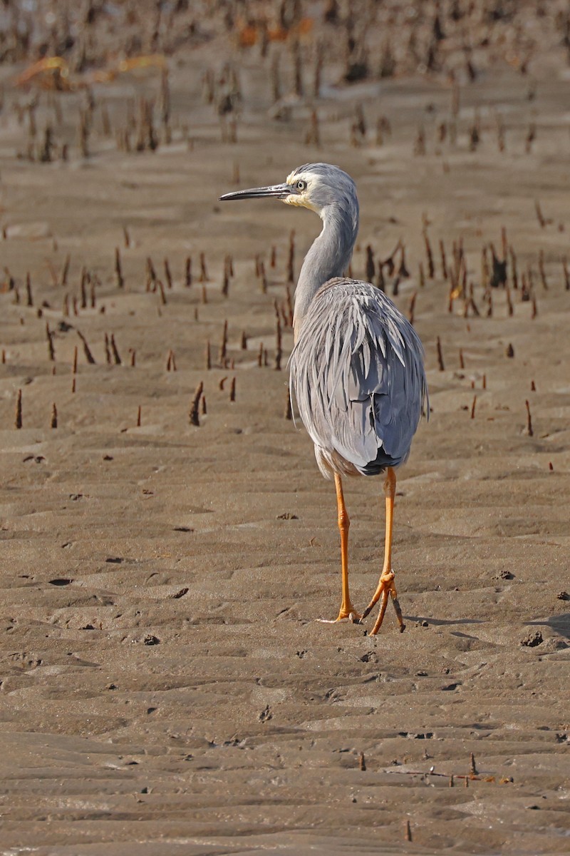 White-faced Heron - ML623940474