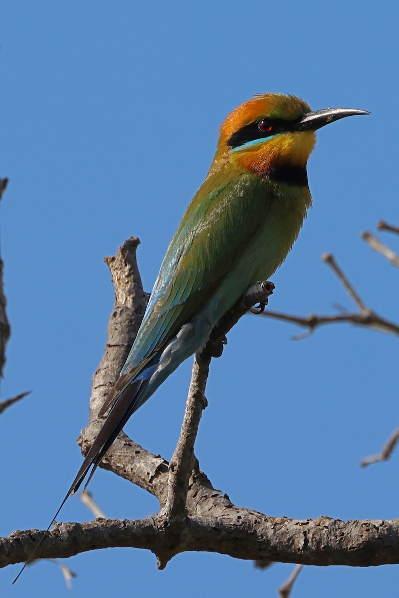 Rainbow Bee-eater - ML623940476