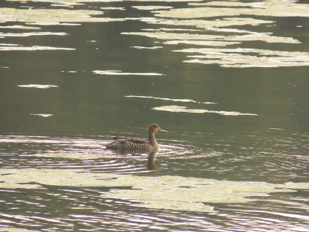 Northern Pintail - ML623940493