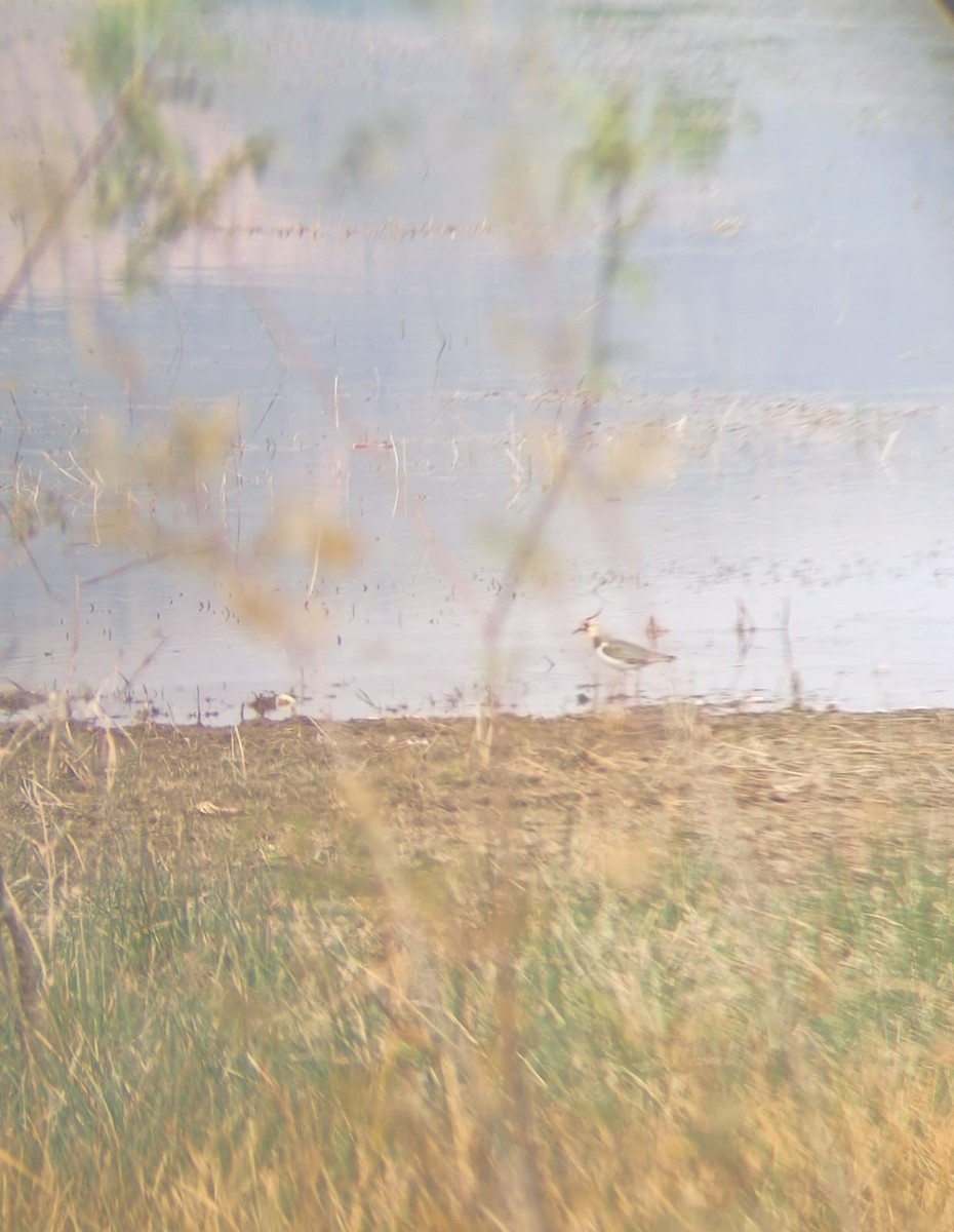 Northern Lapwing - ML623940517