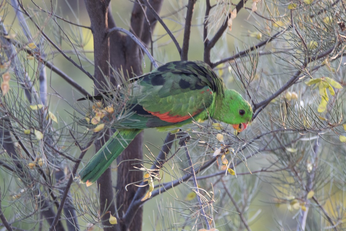 Red-winged Parrot - ML623940540