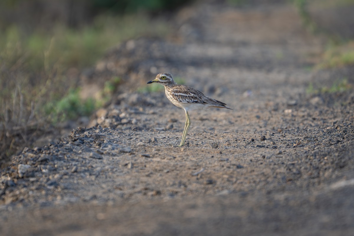 Indian Thick-knee - ML623940563