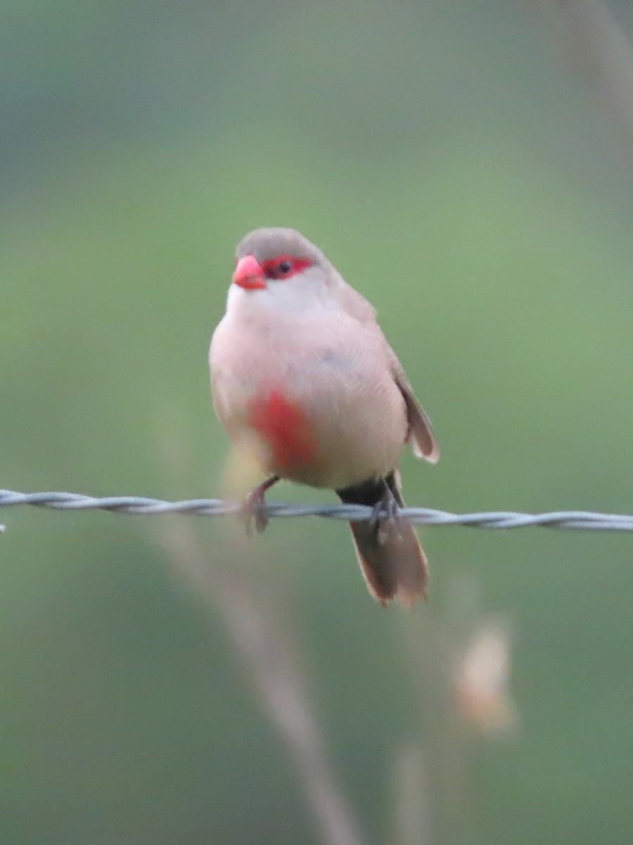 Common Waxbill - ML623940586