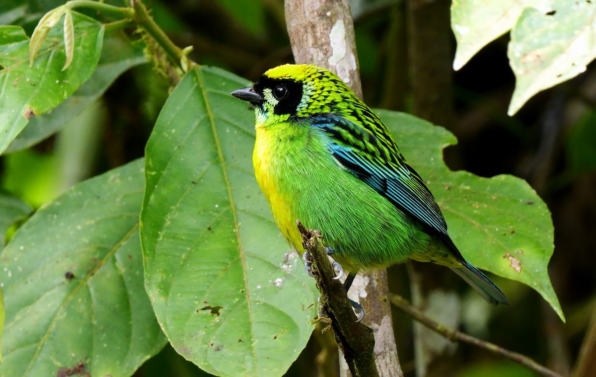 Green-and-gold Tanager - ML623940591