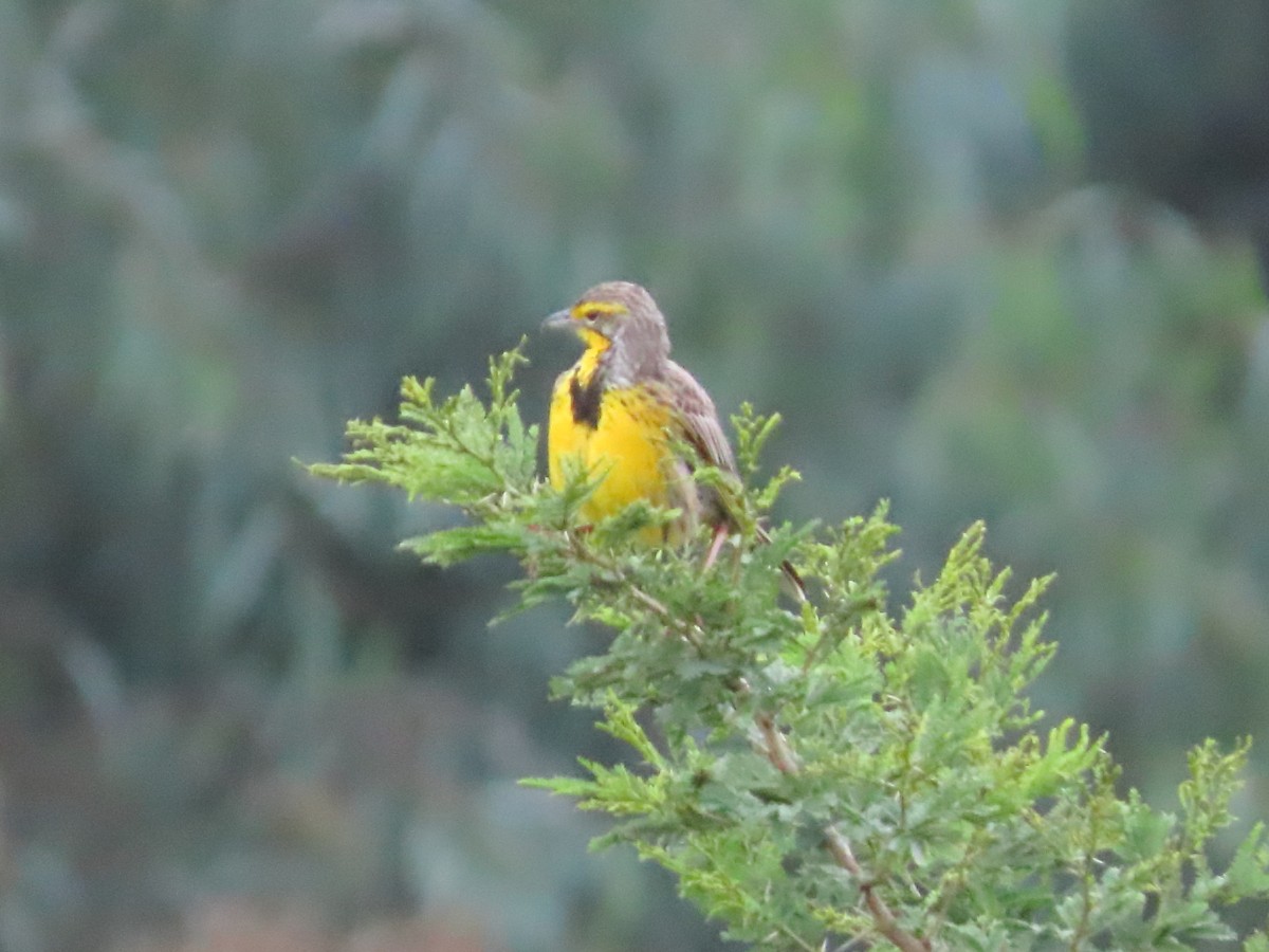 Yellow-throated Longclaw - ML623940595