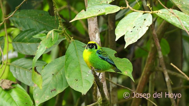 Green-and-gold Tanager - ML623940596