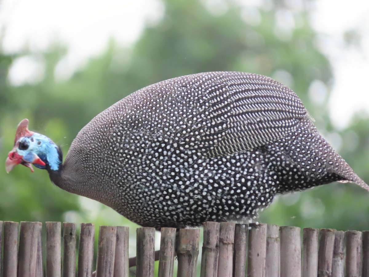 Helmeted Guineafowl - ML623940597