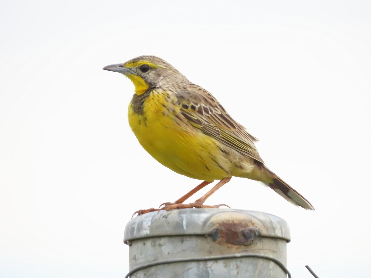 Yellow-throated Longclaw - ML623940609