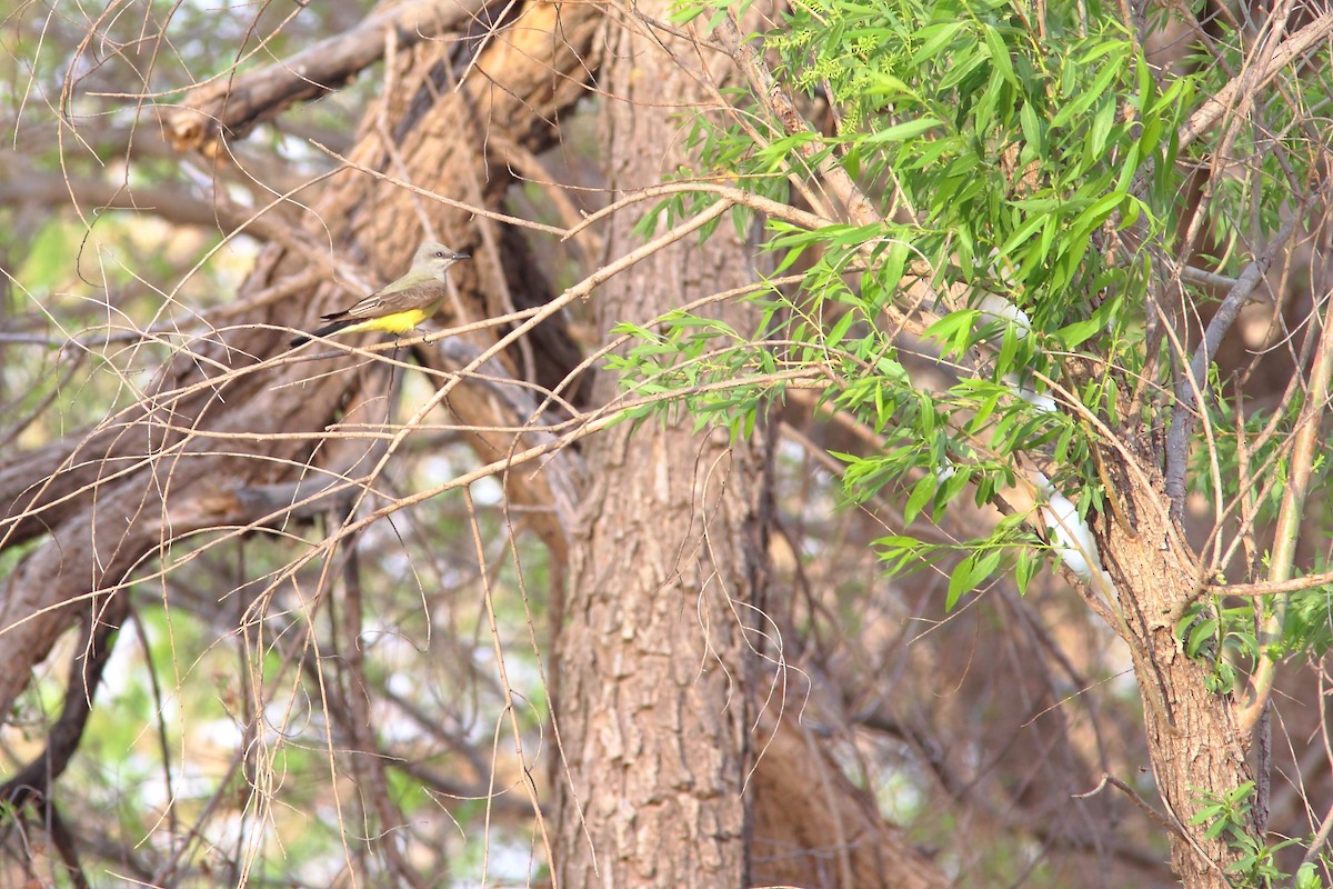 Western Kingbird - ML62394061