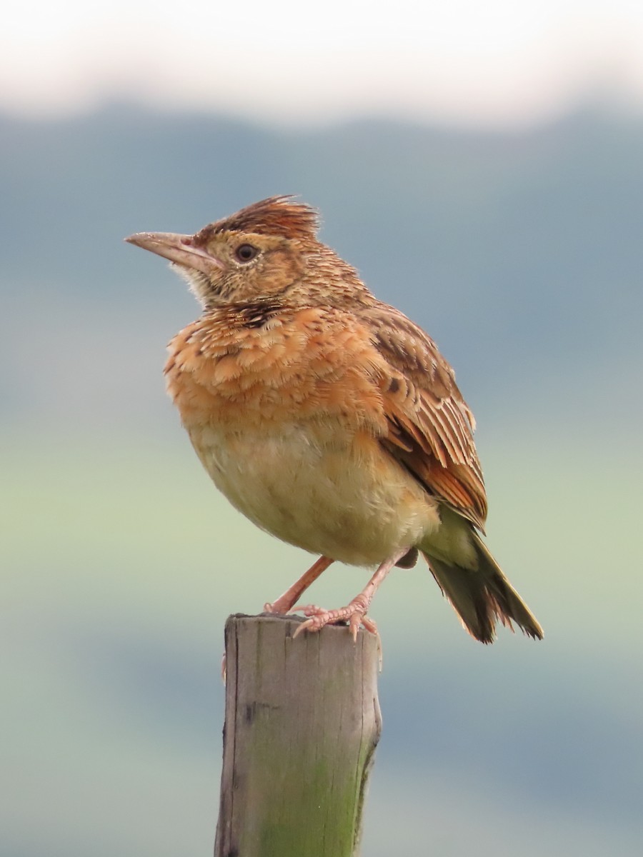 Rufous-naped Lark (Rufous-naped) - ML623940612