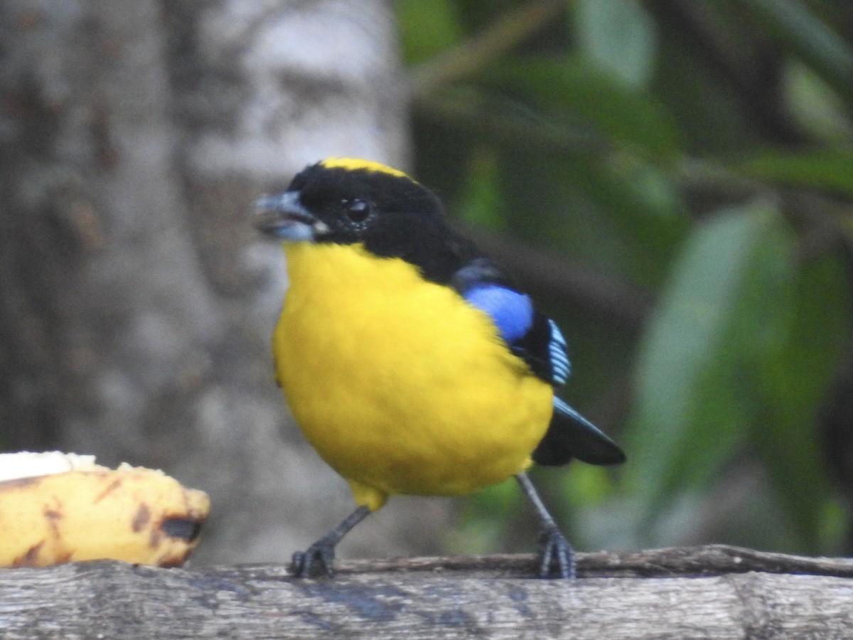 Blue-winged Mountain Tanager - ML623940614