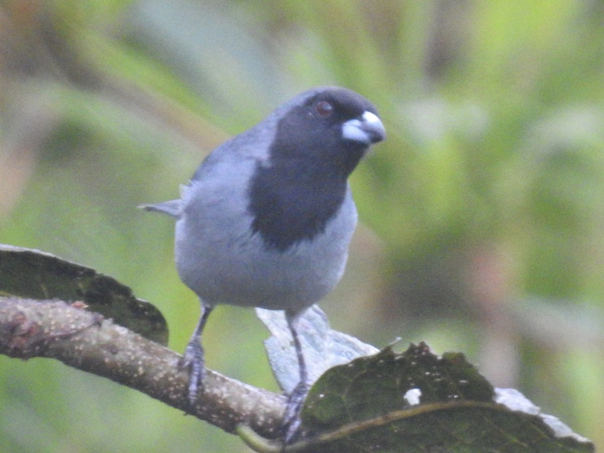 Black-faced Tanager - ML623940619