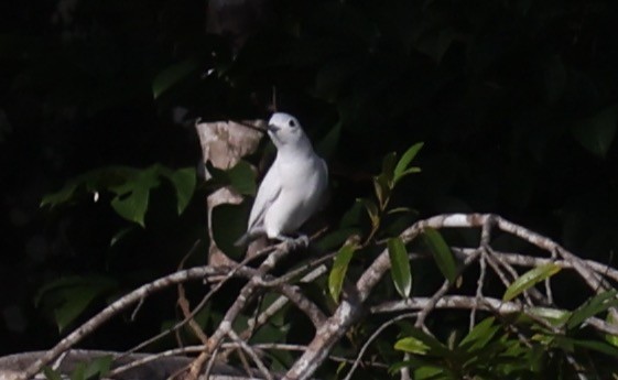 Snowy Cotinga - ML623940626