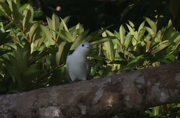 Snowy Cotinga - ML623940628