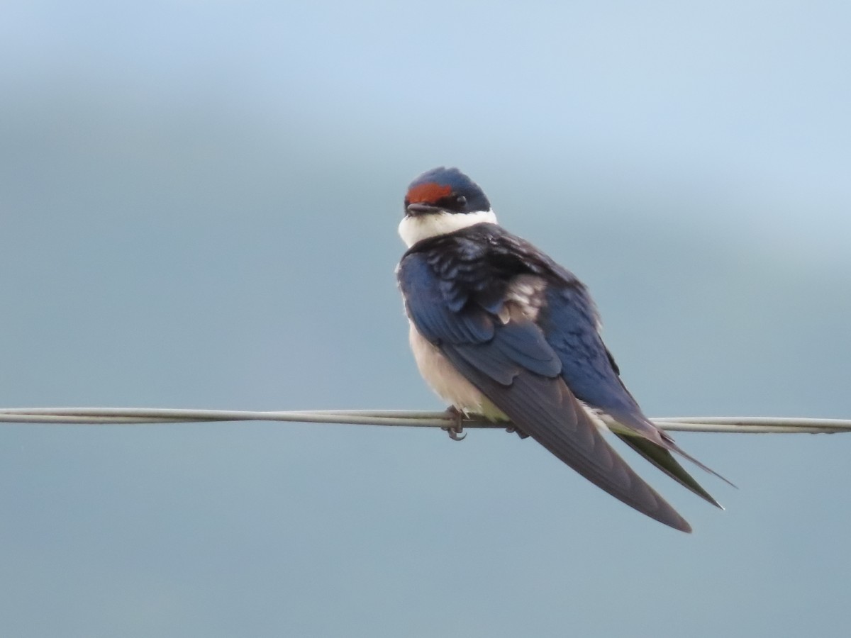 White-throated Swallow - ML623940631