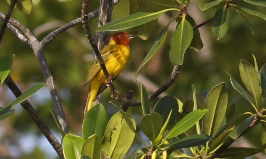 Yellow Warbler (Mangrove) - ML623940636