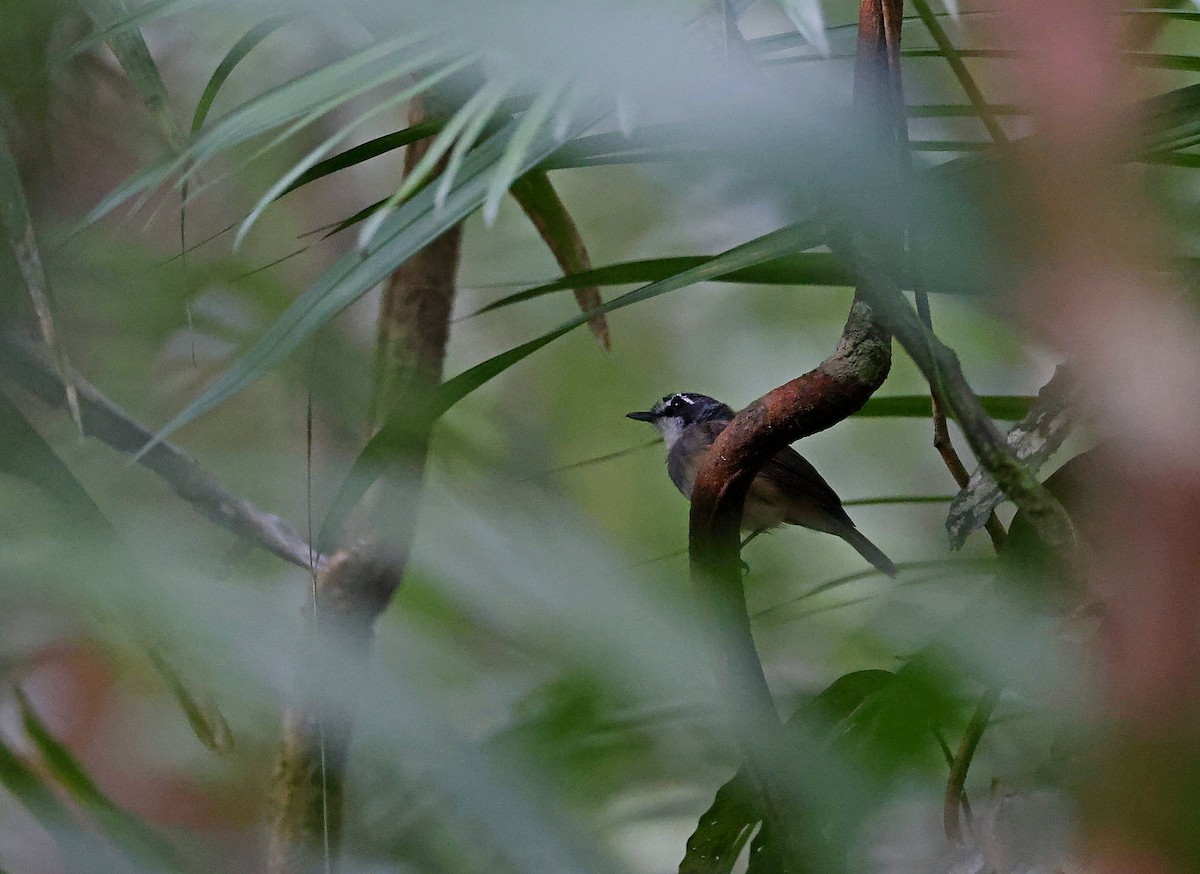 Gray-breasted Babbler - ML623940675