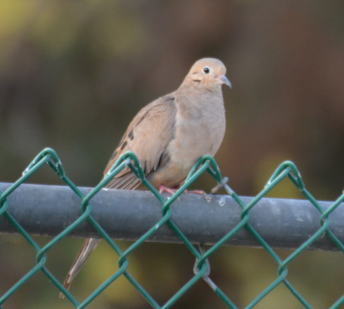 Mourning Dove - ML623940680