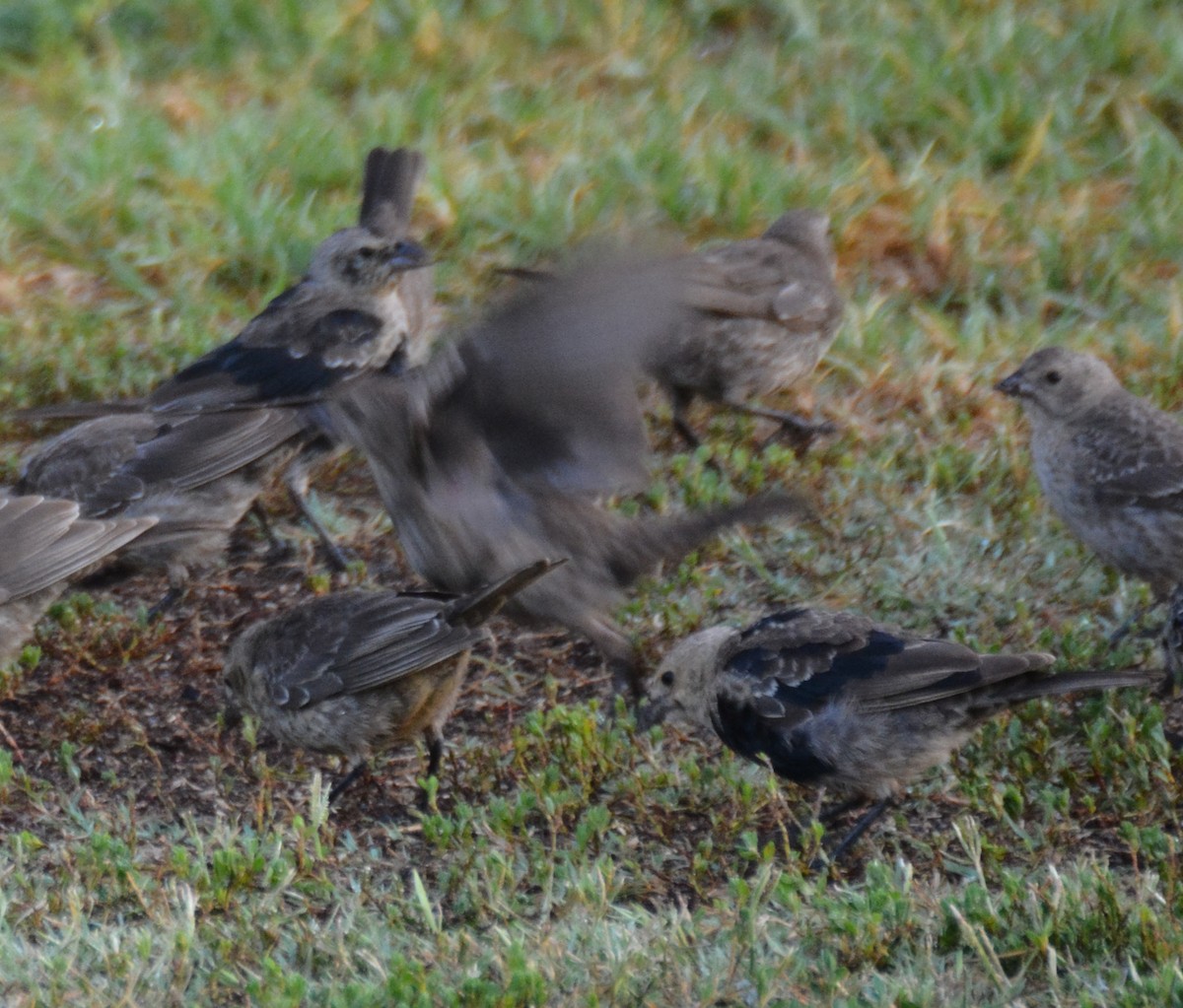 Brown-headed Cowbird - ML623940681