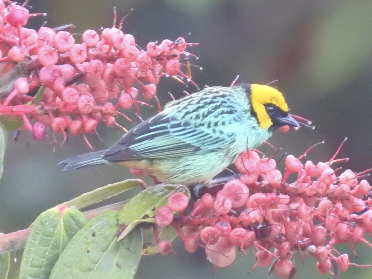 Saffron-crowned Tanager - ML623940684