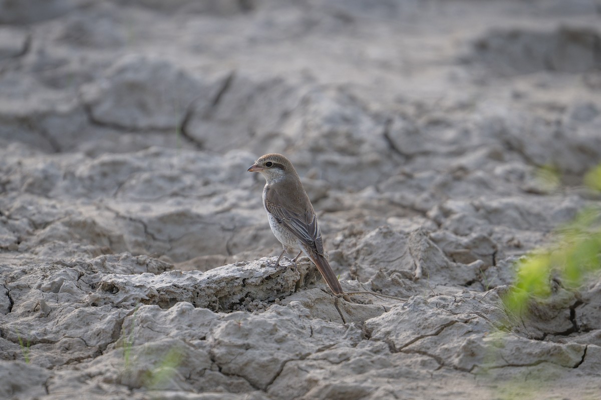 Red-tailed Shrike - ML623940689